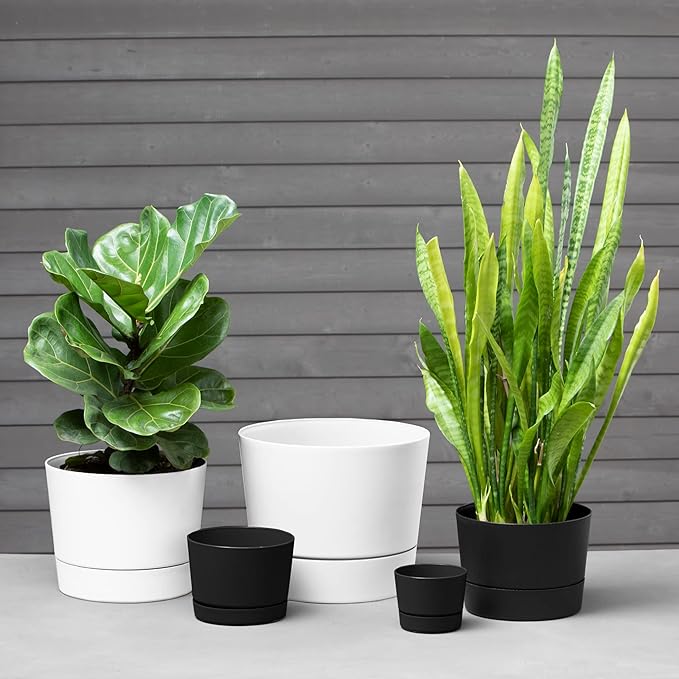 Root & Vessel Majestic Mid-Century Modern Low Profile Cylinder Pot, Matte White - Image 2