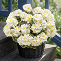 lovemoon 8 Pcs Artificial Geraniums by Lovemoon