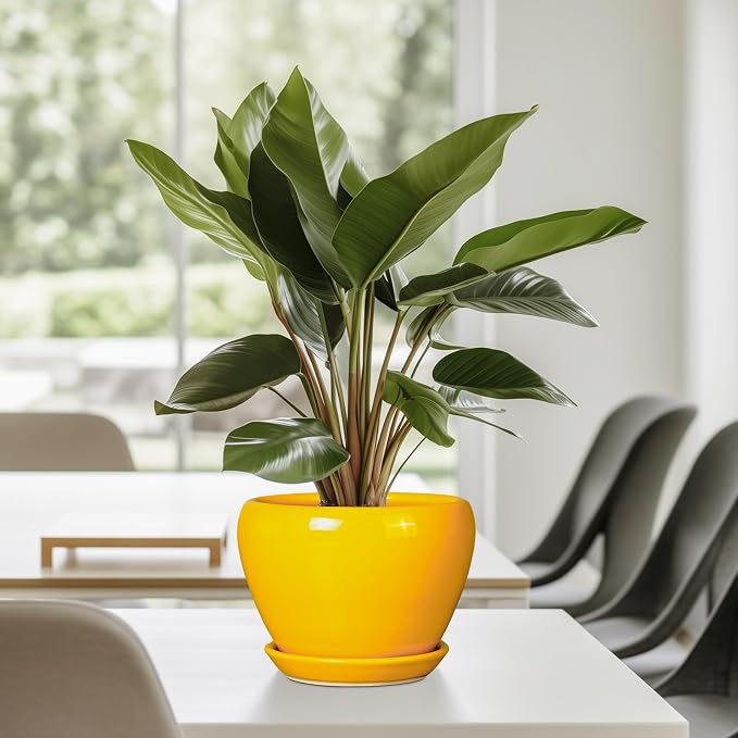 Ceramicfor Ceramic Pot for Plants - Image 7