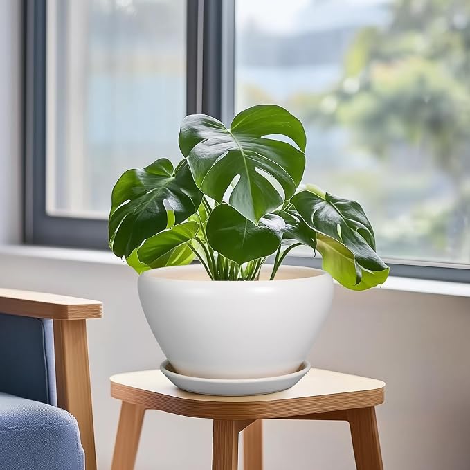 Ceramicfor Ceramic Planter - Image 5