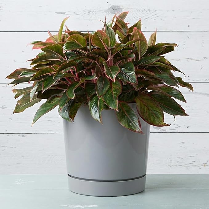 Root & Vessel Majestic Full Depth Round Cylinder Pot, Glossy Gray - Image 2