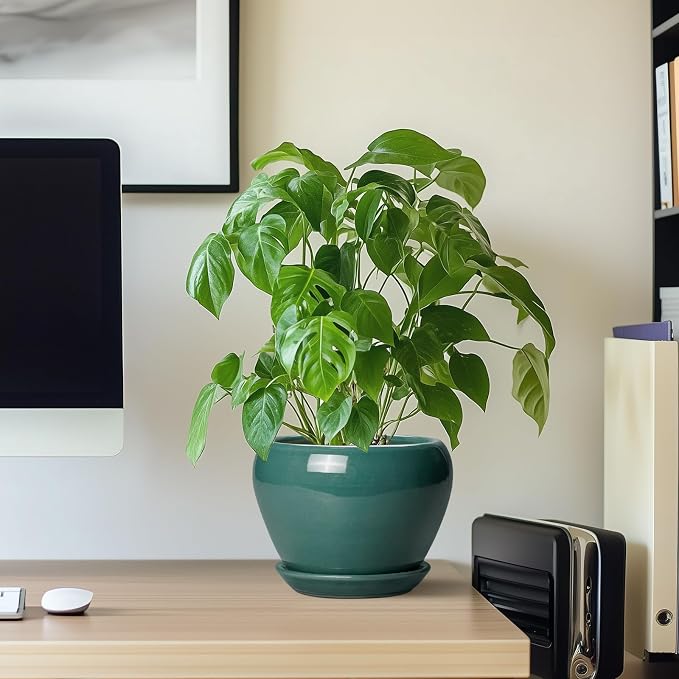 Ceramicfor Indoor Plant Pot 6 Inch - Image 7