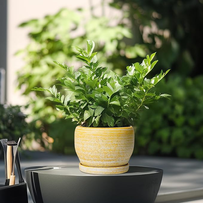 SQOWL Ceramic Planter - Image 4