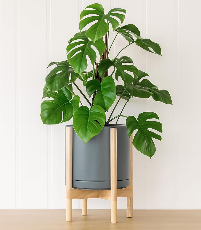 D'vine Dev Ceramic Pot with Natural Wood Stand, 12 in, 55-B-J-3 | Mid-Century - Image 5