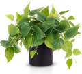JPSOR Artificial Indoor Plants for Home Decor, 12 inches Pothos in Black by JPSOR