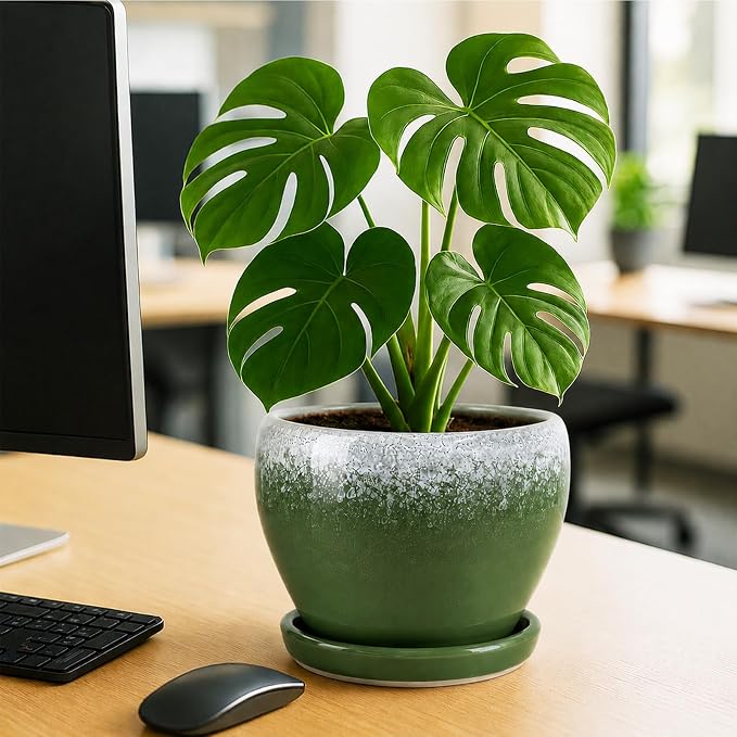 Deep Dream 8 Inch Plant Pots- Ceramic Pots - Image 4