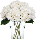 Kimura's Cabin 6pcs White Hydrangea Artificial Flowers Silk Fake Hydrangeas | by WeddingPartyArrangementBouquetsDecorationArtificialFlowers
