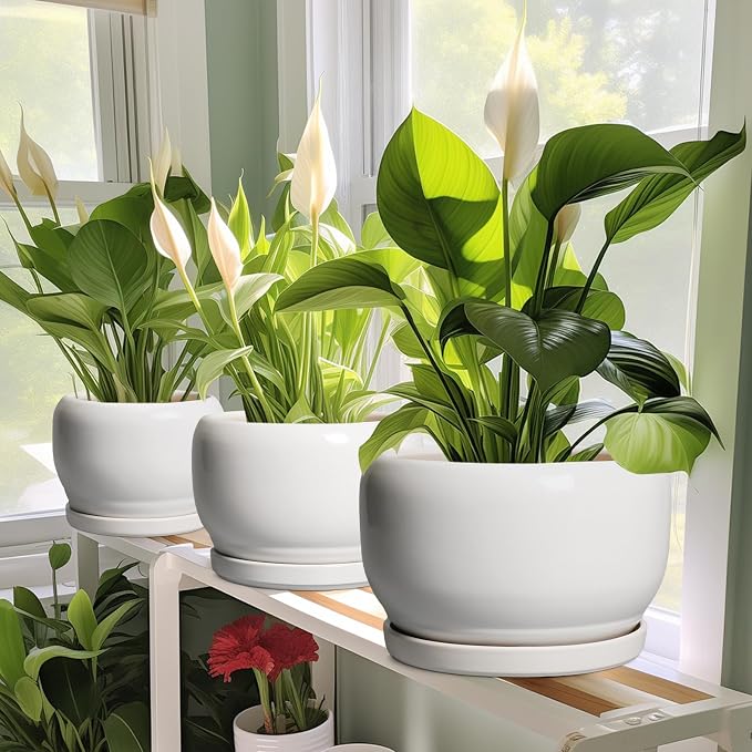 SQOWL Ceramic Flower Pots - Image 5