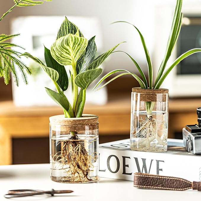 Glass Plant Propagation Stations - Image 8