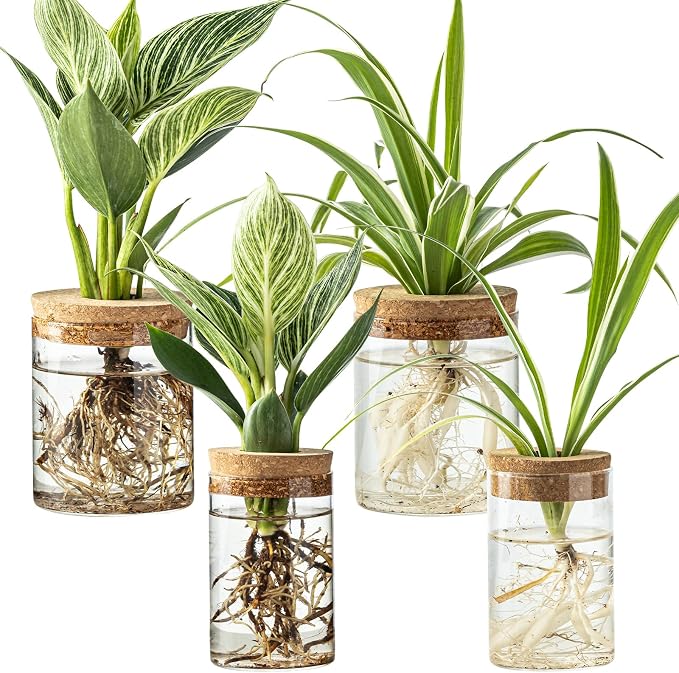 Glass Plant Propagation Stations by wangsdjy