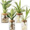 Glass Plant Propagation Stations by wangsdjy