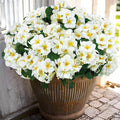 Hananona 6 Pcs Artificial Geranium Flowers by HANANONA