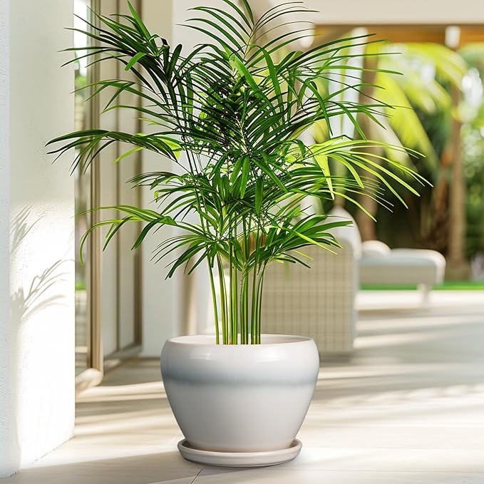 Ceramicfor Ceramic Planter - Image 5