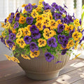 Rowfad 36 Pcs Artificial Fake Pansy Flowers by RowfadFlora