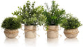 4 Pack Small Potted Eucalyptus Fake Plants by Decorateyouridealhomewithease