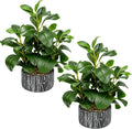 Der Rose 15.7" 2Pcs Faux Money Leaf Plants Indoor by DerRose