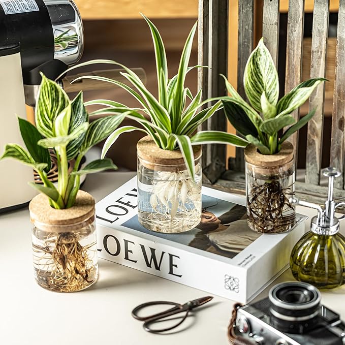 Glass Plant Propagation Stations - Image 6
