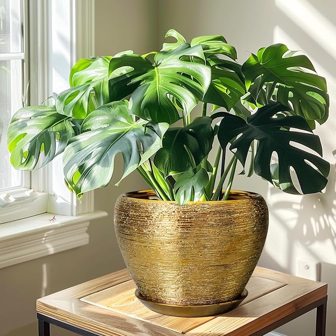 Ceramicfor Ceramic Planter 10 Inch - Image 7