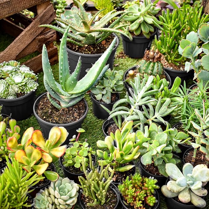 RAOOKIF 50 Pack Nursery Pots, 3 Inch Nursery Pot - Image 7