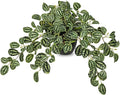Briful Artificial Potted Plant Indoor, 19.6" Faux Watermelon Peperomia Trailing by Briful