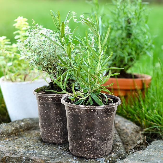 Bluepro Clear Nursery Pots - Image 6