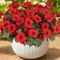 Artificial Flowers for Outdoors, Faux Petunias Spring Summer Decoration by ArtistryThatNeverWithers