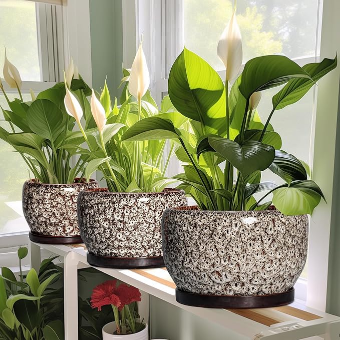 SQOWL Ceramic Planter - Image 6