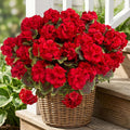 lovemoon 16 Pcs Artificial Geranium Plant Realistic Silk Flowers by Lovemoon