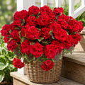 lovemoon 8 Pcs Artificial Geranium Plant Realistic Silk Flowers by Lovemoon
