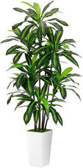 Artificial Dracaena Plant 6FT by ASTIDY