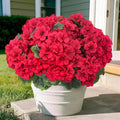 8 Pcs Artificial Geraniums Flowers by secqous