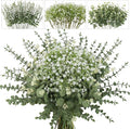 lovemoon 100 Pcs Mixed Greenery Artificial Eucalyptus Stems, Baby Breath by Lovemoon