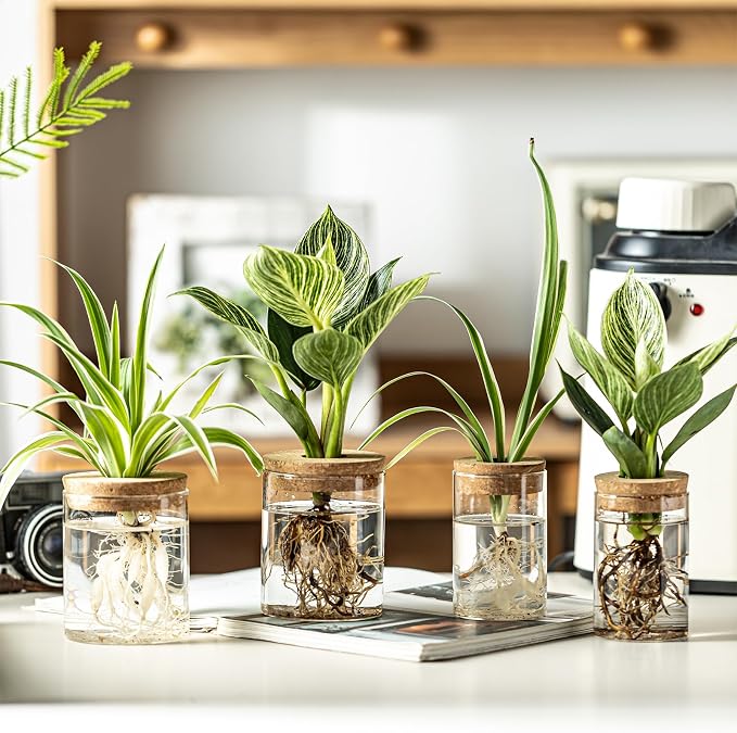 Glass Plant Propagation Stations - Image 3