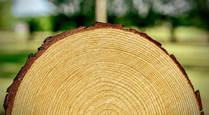 Set of 11-13 inch Wood Slices for centerpieces! Wedding centerpieces, Wood - Image 7