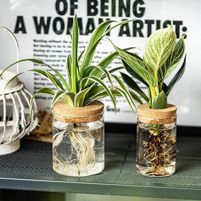 Glass Plant Propagation Stations - Image 8