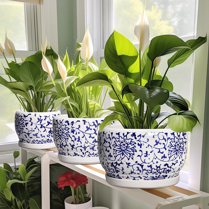 SQOWL Ceramic Pots for Plants - Image 6