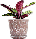 Gepege 8 Inch Ceramic Plant Pot by Gepege