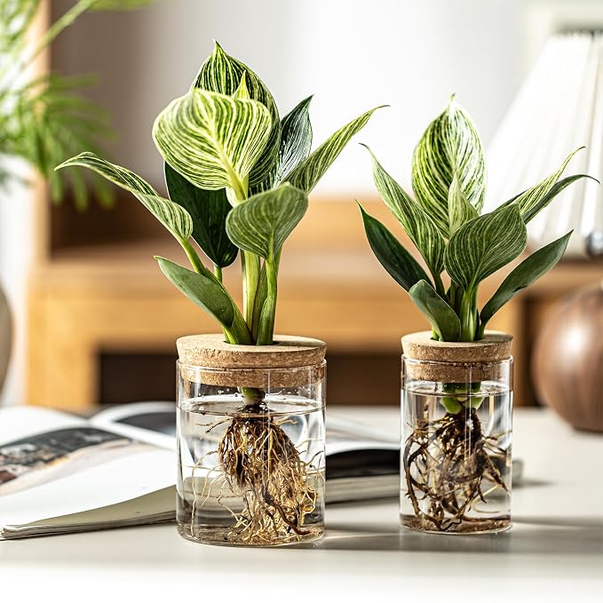 Glass Plant Propagation Stations - Image 8