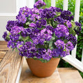 Artificial Geranium Fake Flowers by HyeFloraartificialflowers