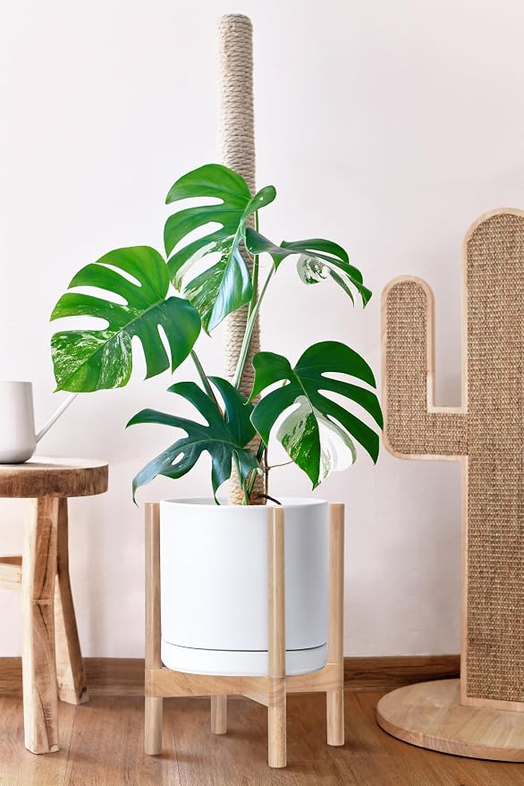 D'vine Dev Ceramic Pot with Natural Wood Stand, 12 in, 55-B-J-1 | Mid-Century - Image 4