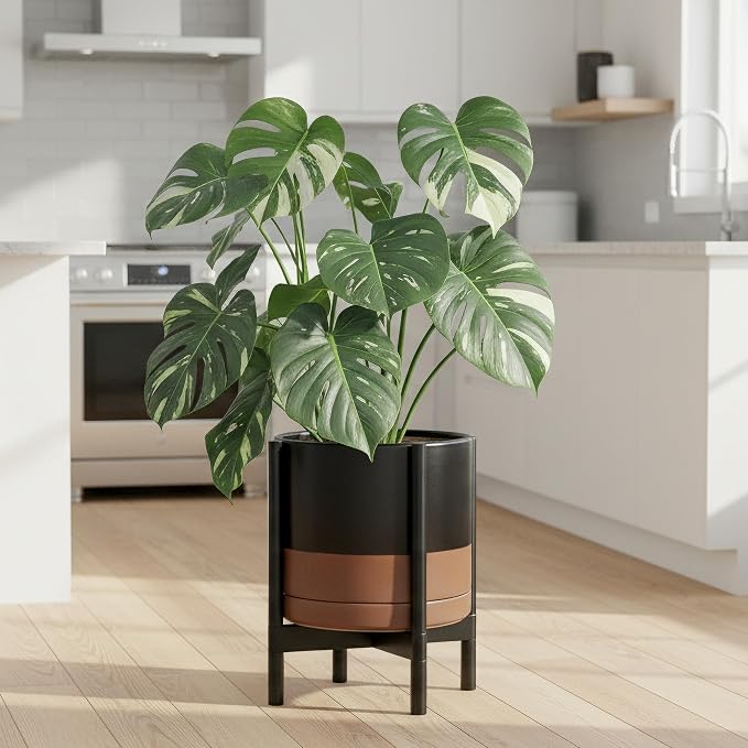 D'vine Dev Ceramic Pot with Ebony Wood Stand, 12 in, 55-B-H-7 | Mid-Century - Image 4