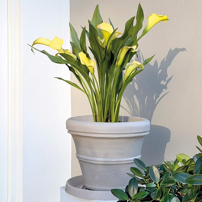 Crescent Garden Brunello Classic Rolled Rim Planter Pot, Indoor/Outdoor - Image 8