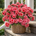 lovemoon 8 Pcs Artificial Geranium Plant Realistic Silk Flowers by Lovemoon