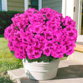 8 Pcs Artificial Geraniums Flowers by secqous