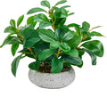 K&Y Realistic Artificial Potted Plants Olive Wild Fern Berry Decor Low by FreeCollocationShowYourself