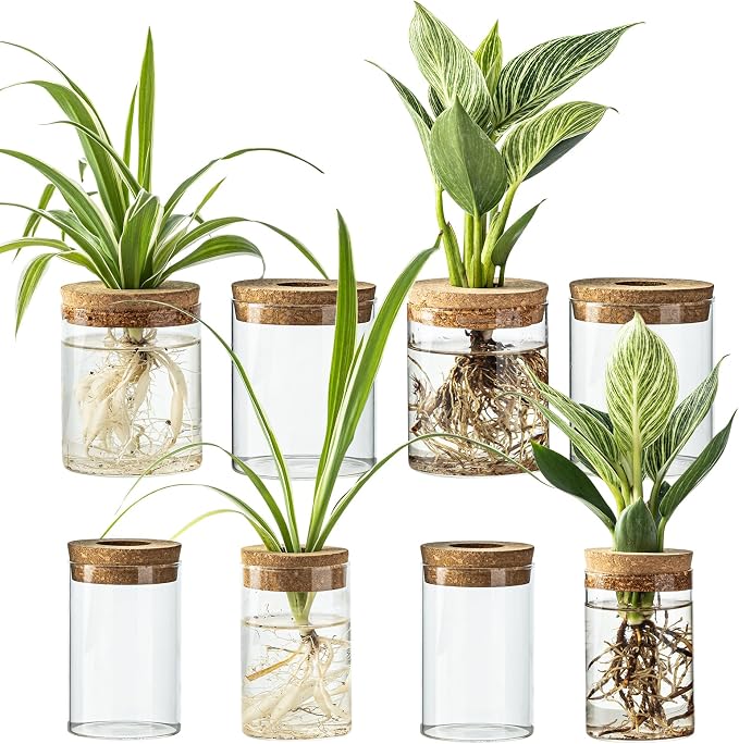Glass Plant Propagation Stations by wangsdjy