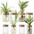 Glass Plant Propagation Stations by wangsdjy