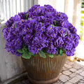 Hananona 12 Pcs Artificial Geranium Flowers by HANANONA