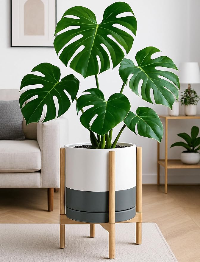 D'vine Dev Ceramic Pot with Natural Wood Stand, 12 in, 55-B-J-6 | Mid-Century - Image 2