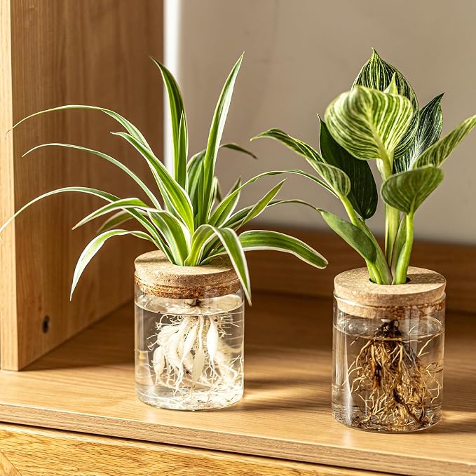 Glass Plant Propagation Stations - Image 9